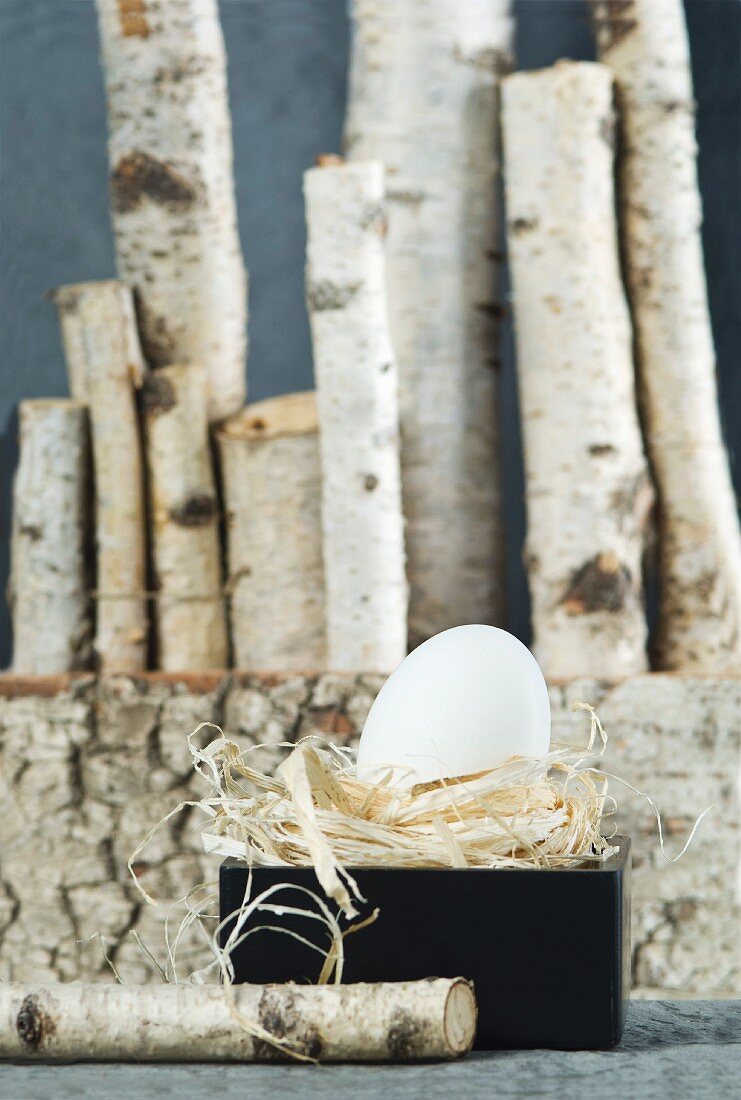 Egg lying on straw in black box; row of birch logs in background