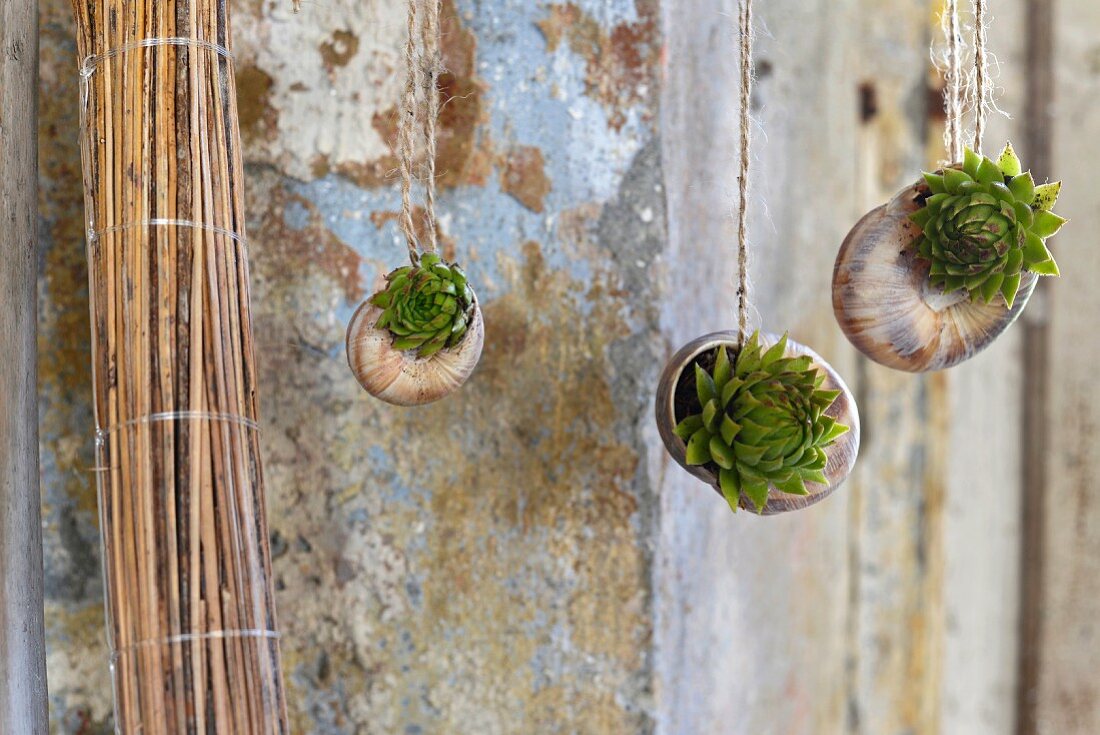 Tiny succulents planted in Roman snail shells hung from cords