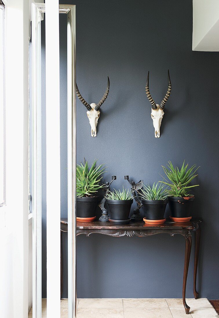 Plants in black-painted pots on antique console table below two hunting trophies on wall painted dark grey