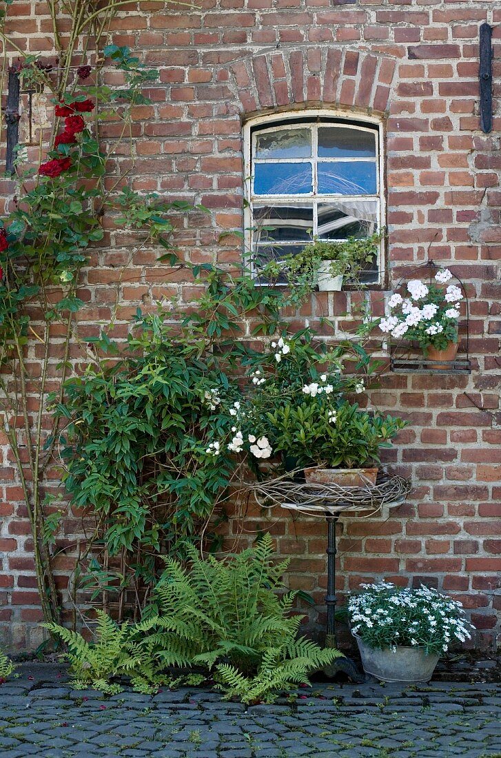 Ferns and vintage planters against brick facade of former stable with original windows