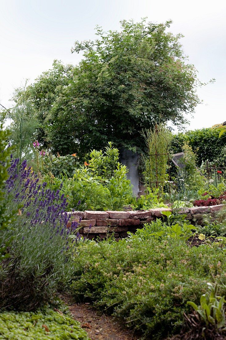 Low wall of reclaimed bricks in vegetable patch with flowering lavender bush in foreground