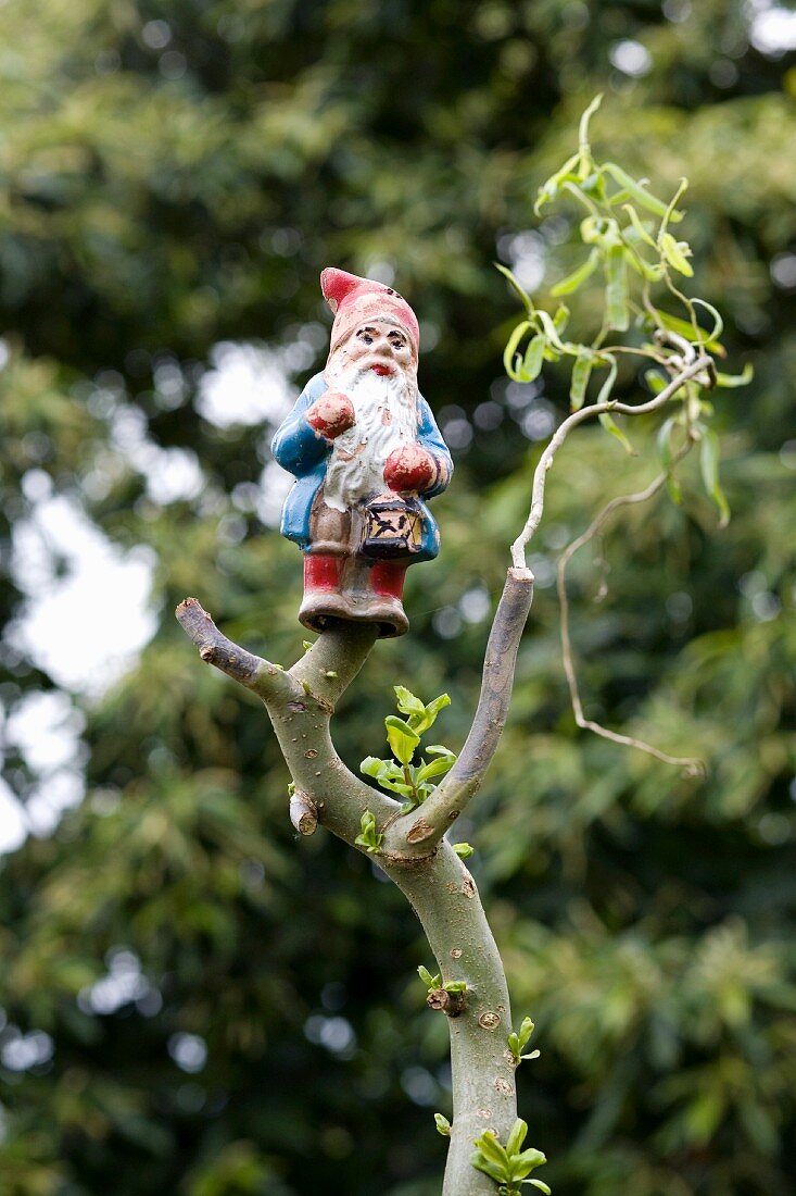 Garden gnome on pruned branch of contorted willow