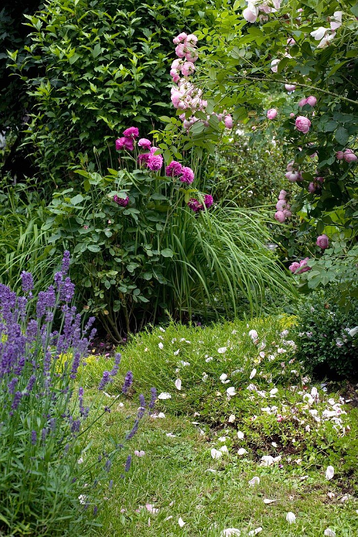 Purple-flowering plants in garden