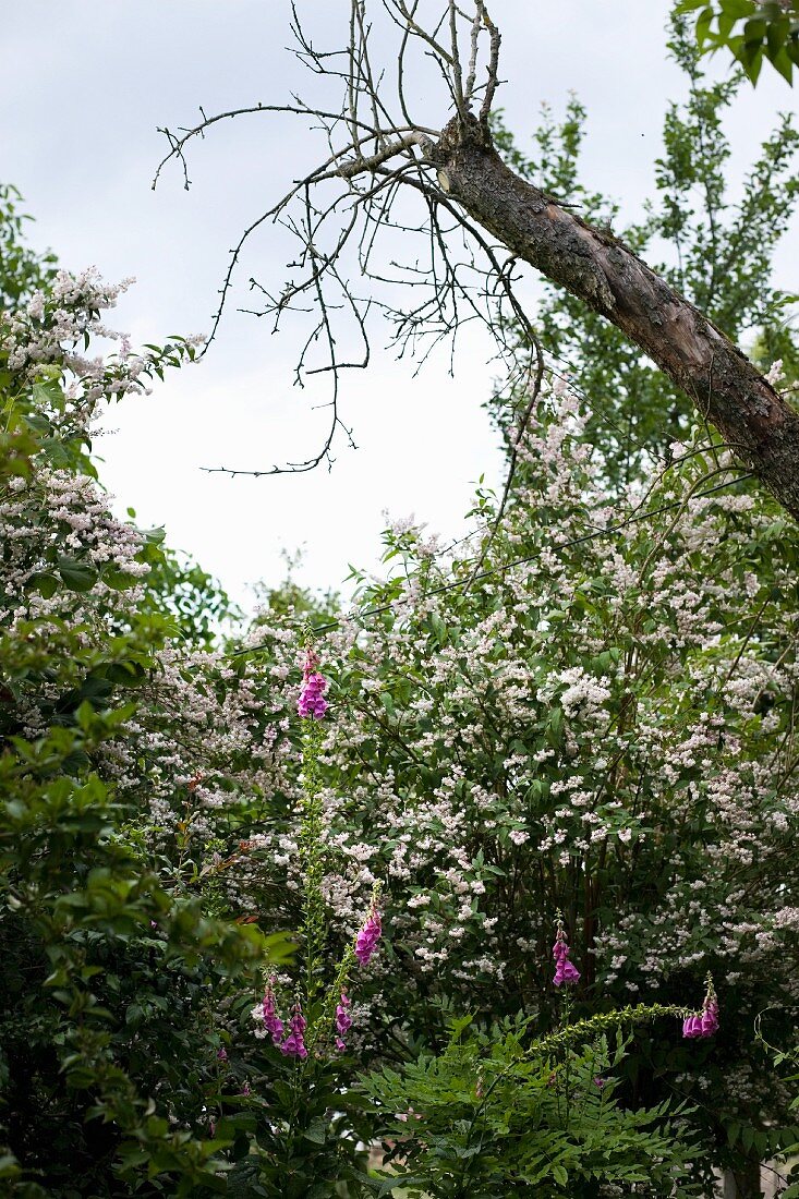 Blühender Fingerhut und weissblühende Gehölzgruppe, seitlich hereinragender Baumstamm