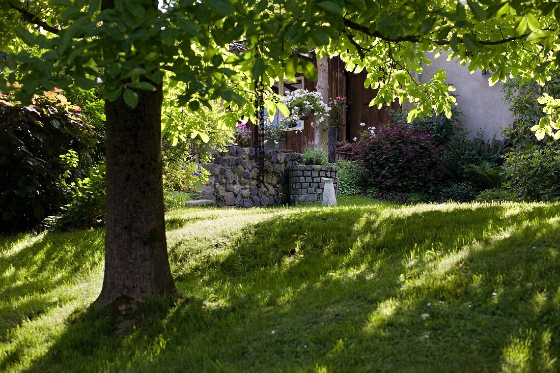 Lawn under shady horse chestnut canopy in front of rustic house