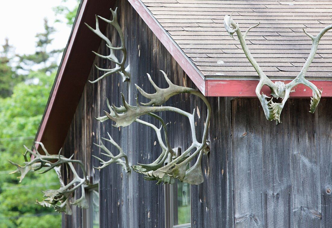 Sets of large antlers hanging on outside wall of wooden cabin