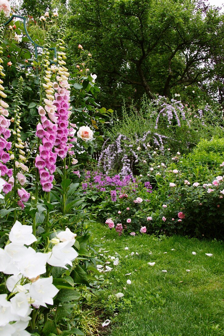 Fingerhut, Schmetterlingsstrauch und Rosen im Garten