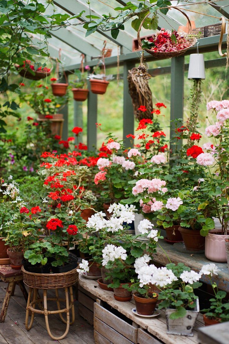 Geraniums of various colours in greenhouse