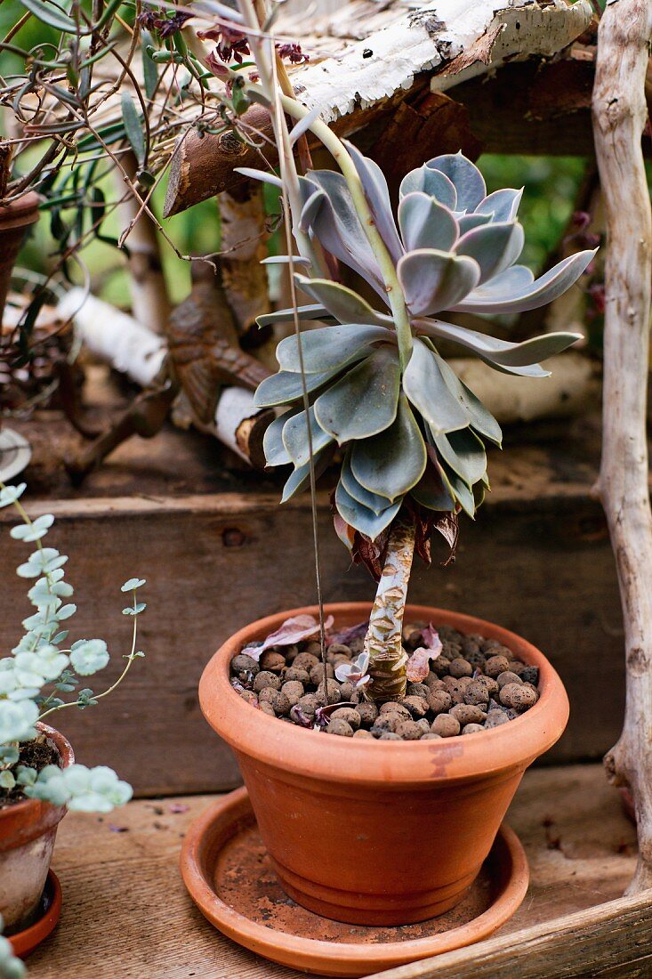 Potted succulent (Echeveria) on wooden surface