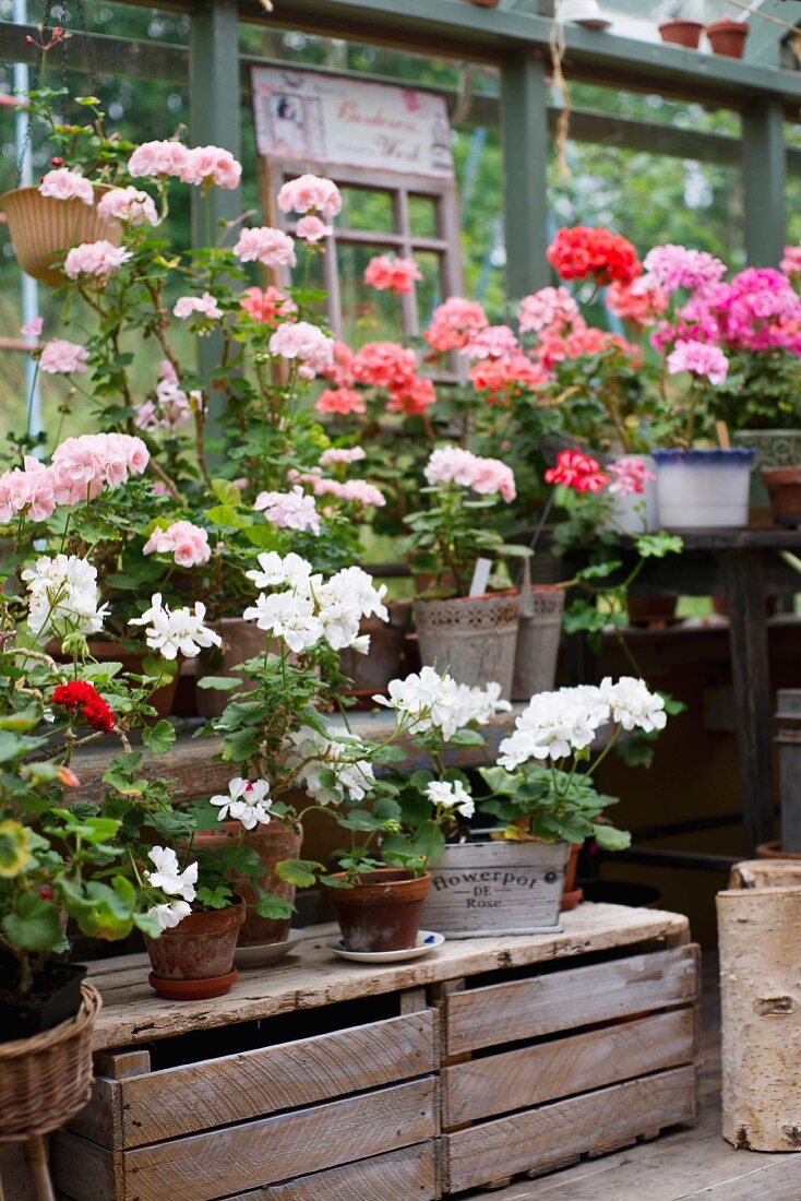 Potted geraniums of various colours on wooden crates in greenhouse