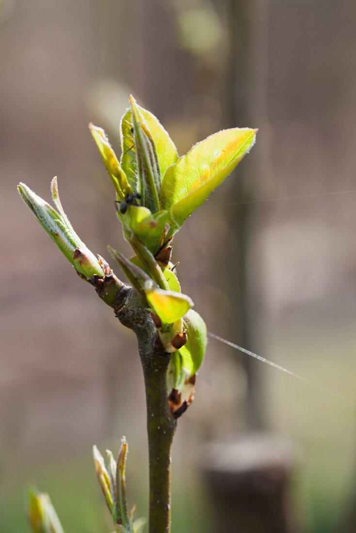 Pear tree twig with unfurling leaves