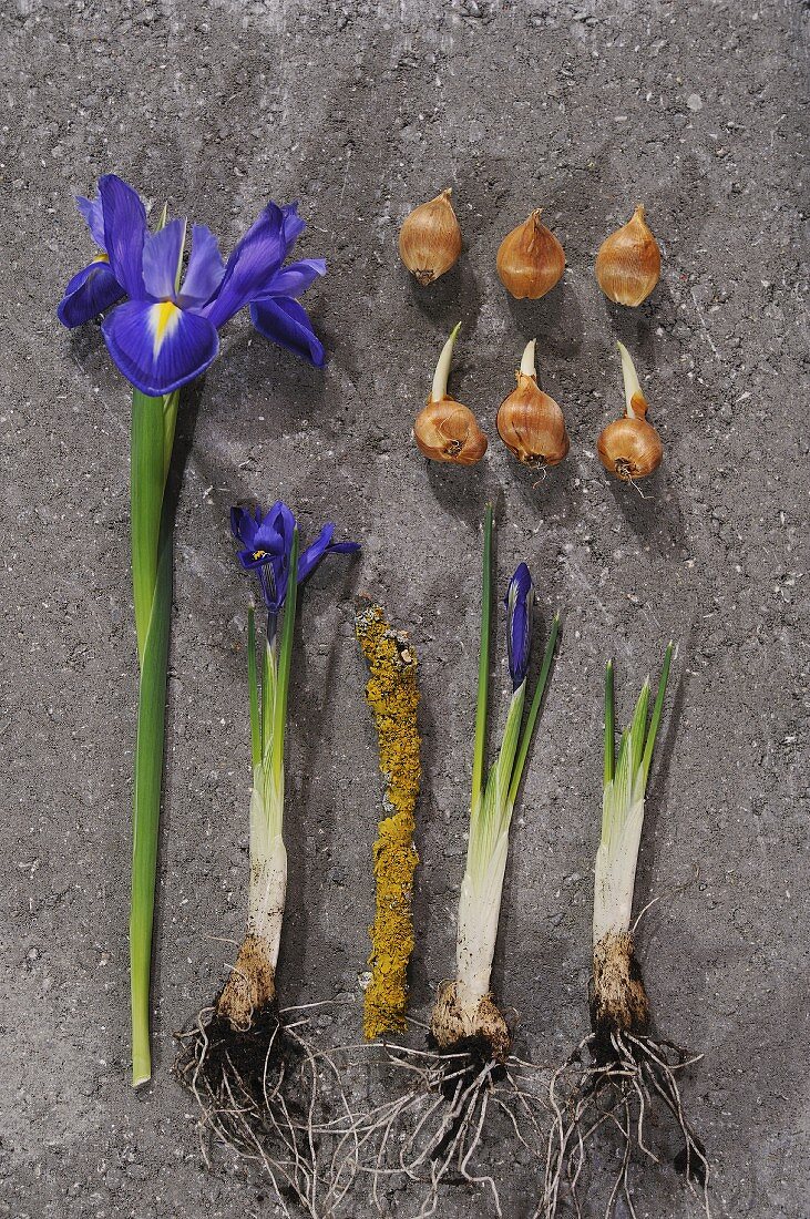 Irisblumen in verschiedenen Wachstumsständen und Wurzelknollen