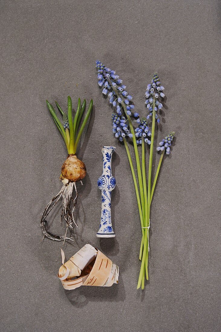 Traubenhyazinthe mit Zwiebel neben weisss-blauem Keramikgefäss auf Steinplatte