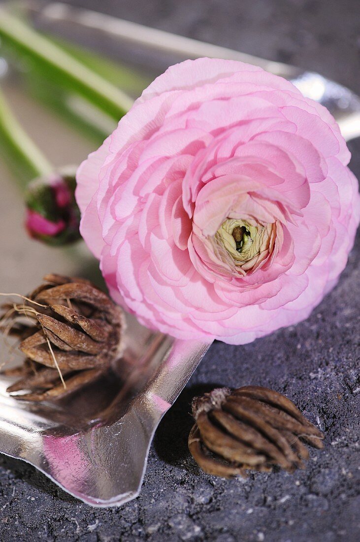 Pink ranunculus flower and bulbs in silver ashtray
