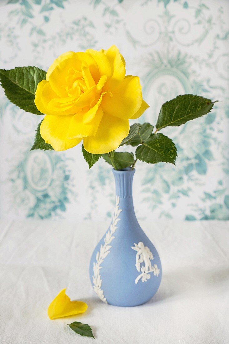 Yellow rose in antique, Wedgewood blue vase