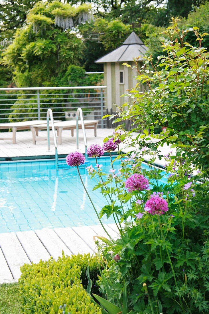 Flowering alliums in flowerbed in front of pool surrounded by wooden deck