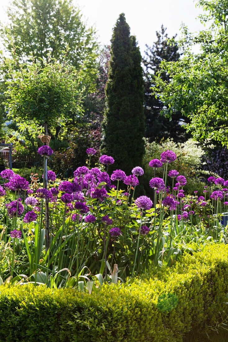 Low box hedge edging bed of alliums
