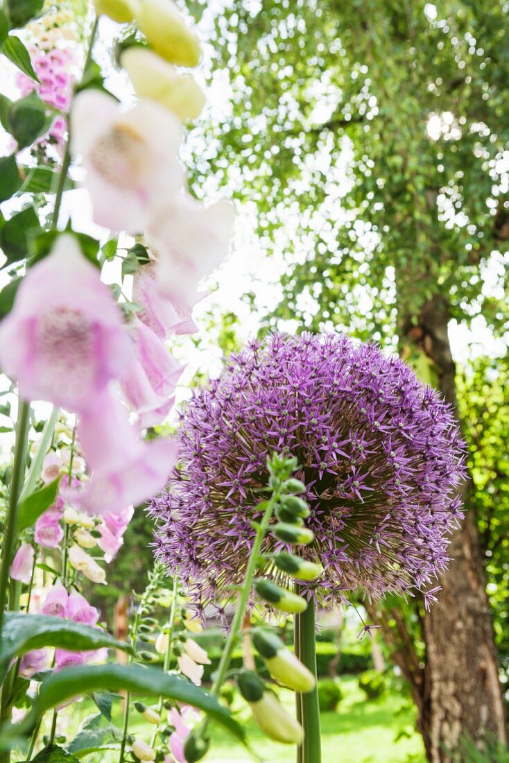 Blühender Fingerhut und Allium