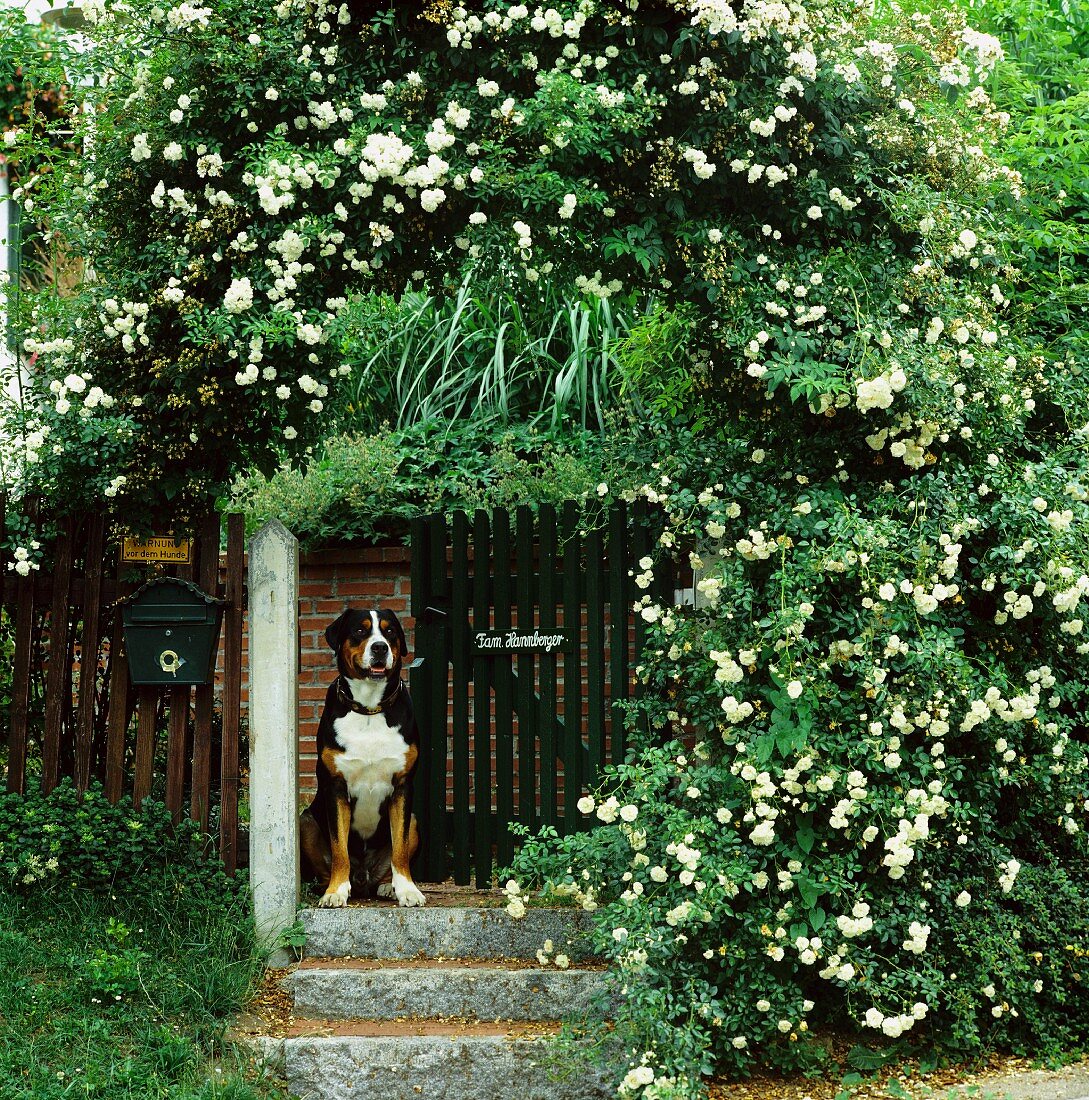 Dog sitting in garden gateway below rose arch