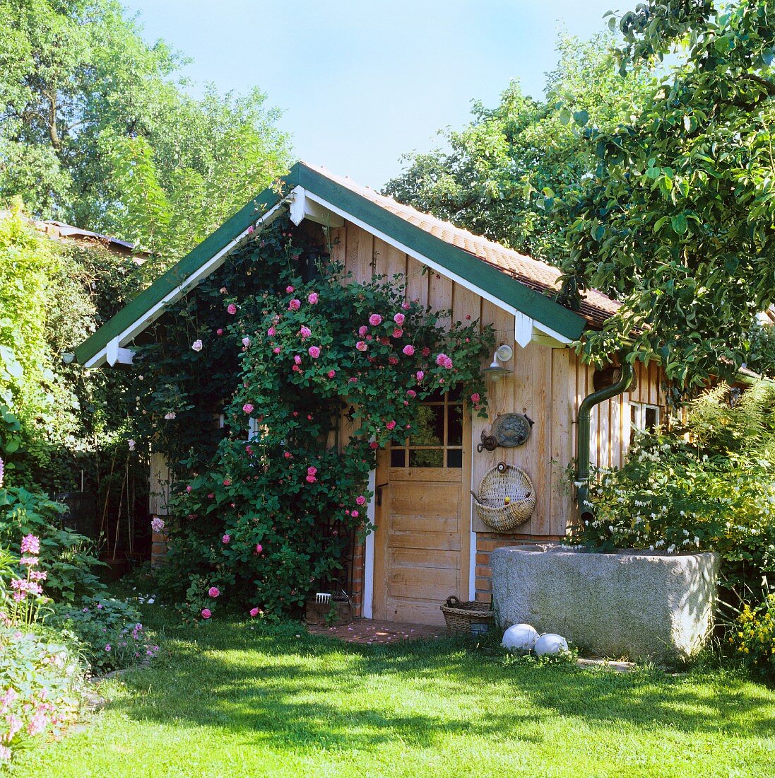 Flowering climbing rose on wooden garden shed