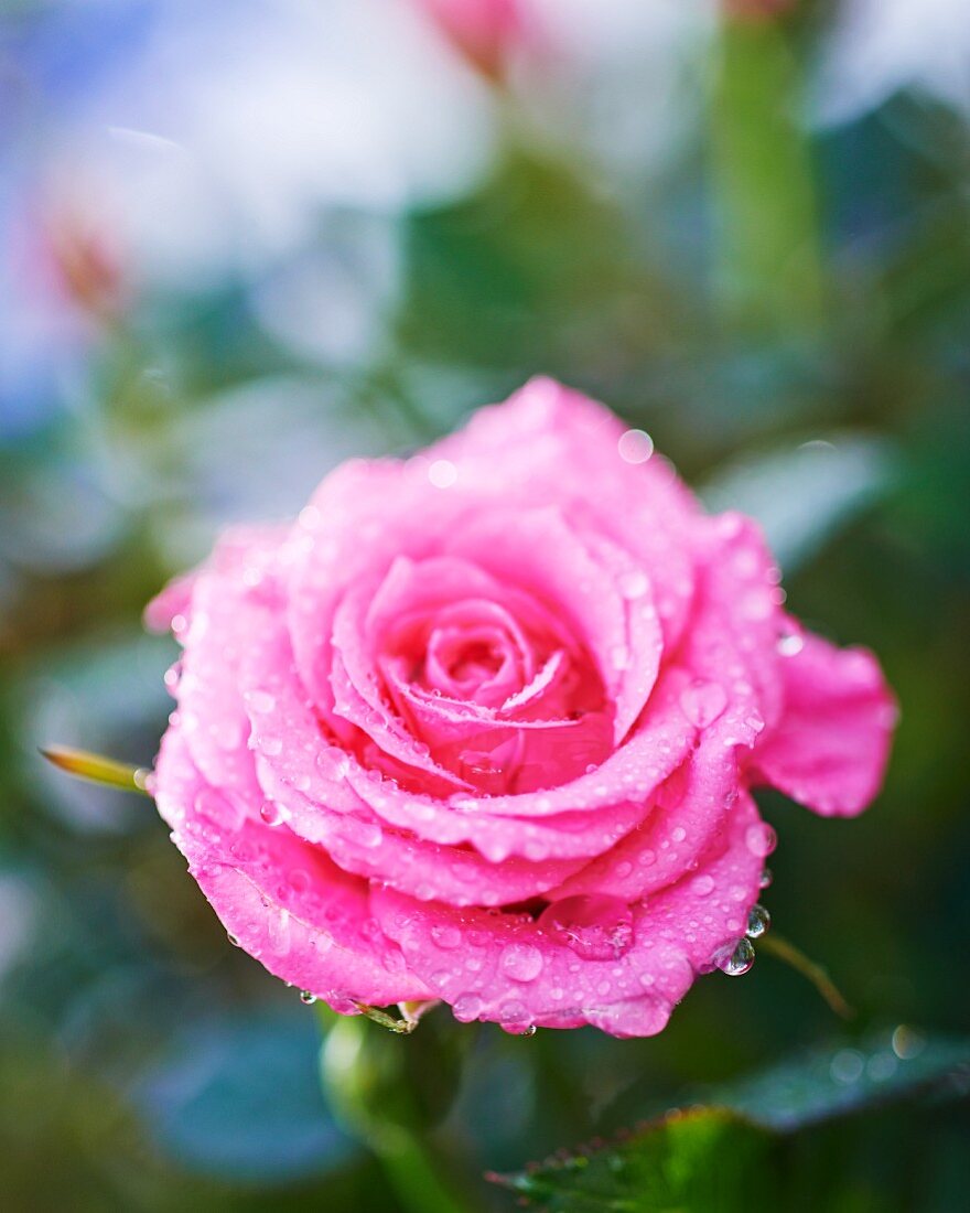Eine rosafarbene Rosenblüte mit Tautropfen (Nahaufnahme)