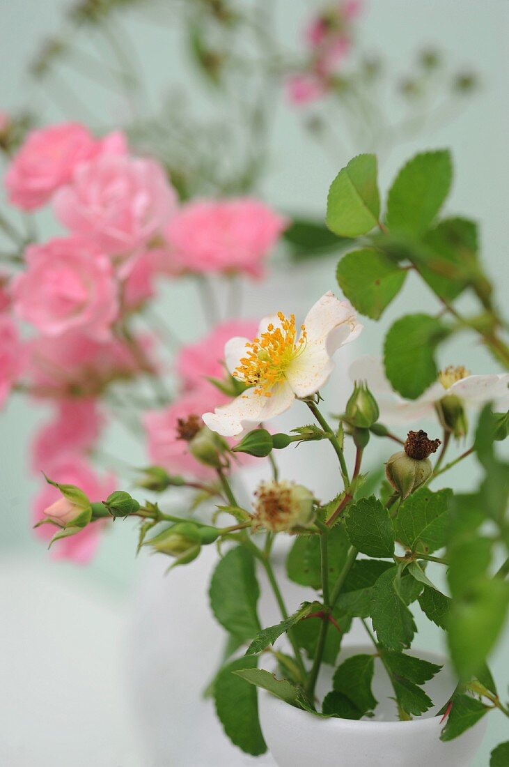 Weiß blühende Wildrose in Vase vor rosafarbenen Heckenrosen