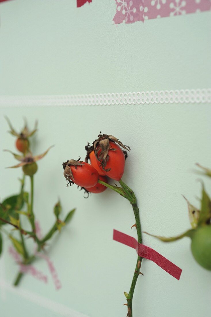 Sprig of rose hips stuck to pastel wall with washi tape