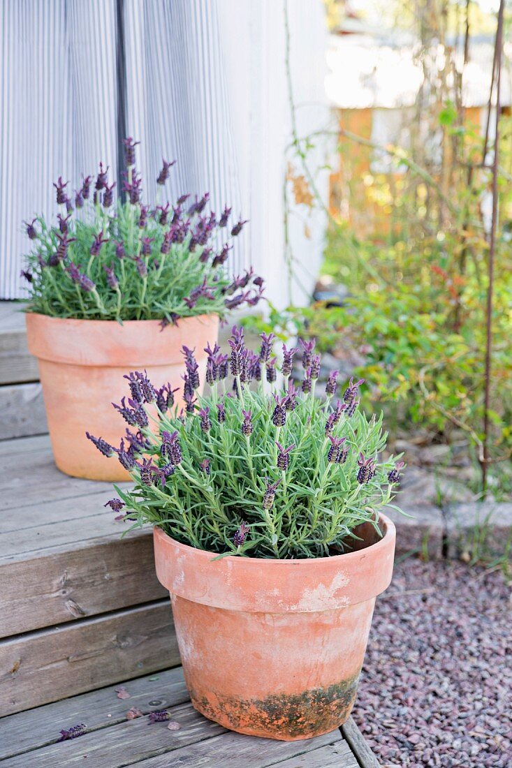 Potted lavender on wooden outdoor steps