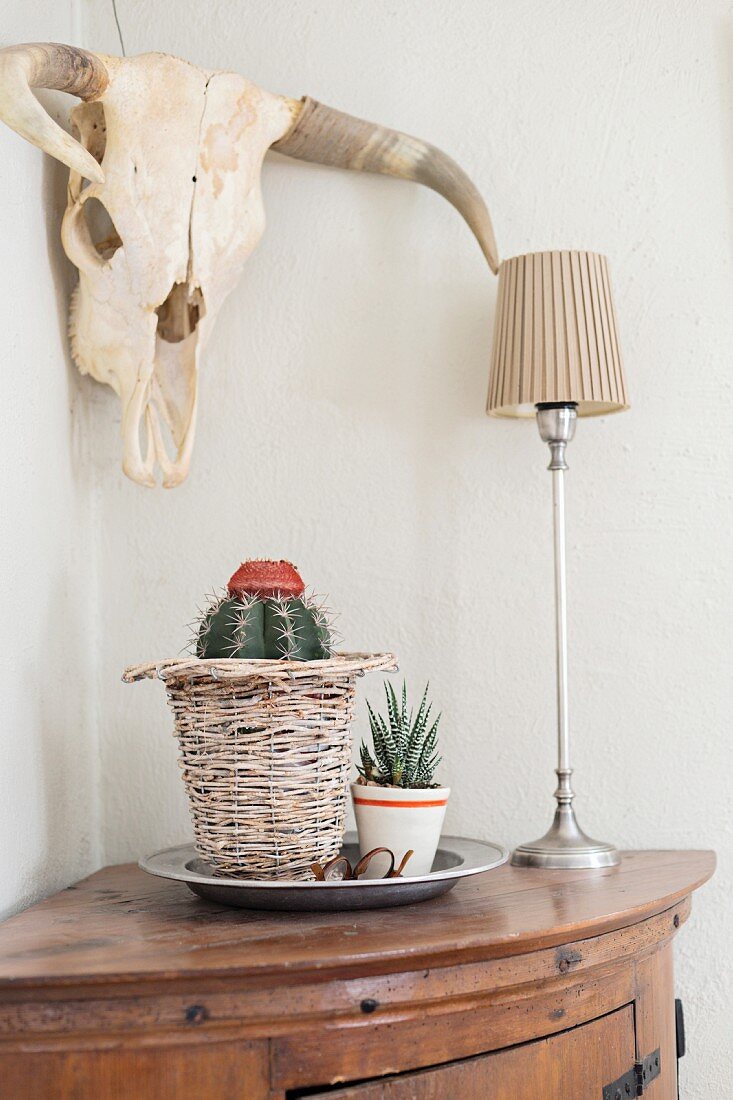 Potted cactus and succulent, one in wicker planter, next to table lamp on corner table below hunting trophy