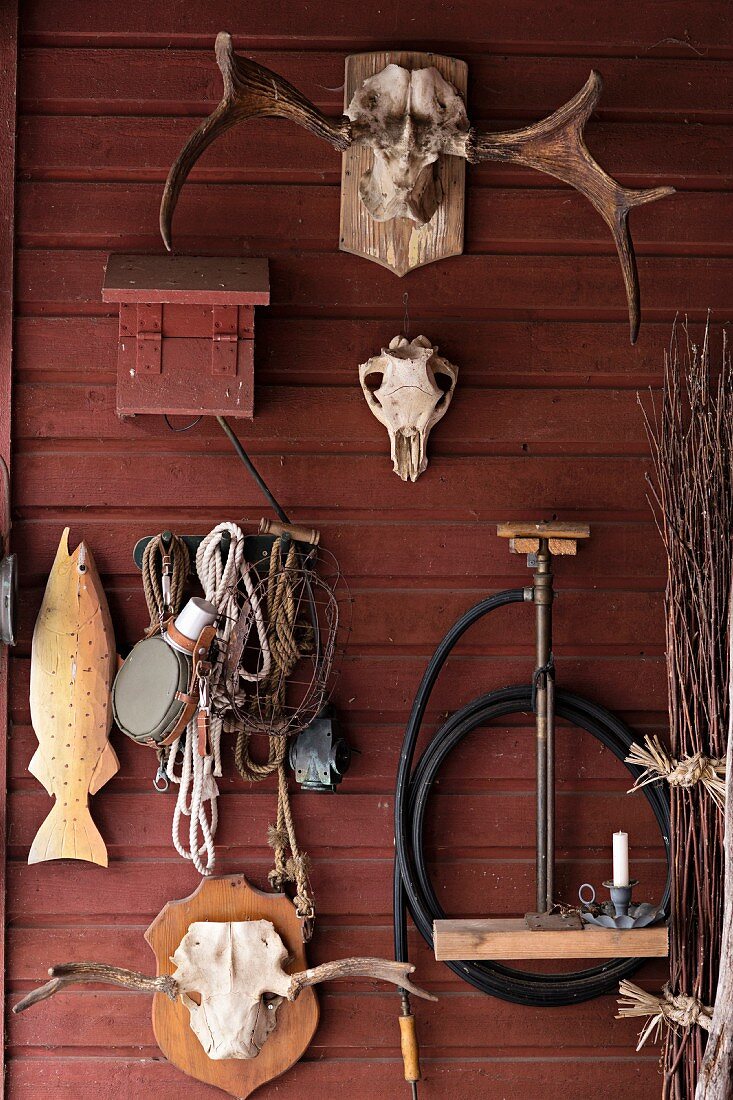 Various hunting trophies and tools hung on falu red wooden wall