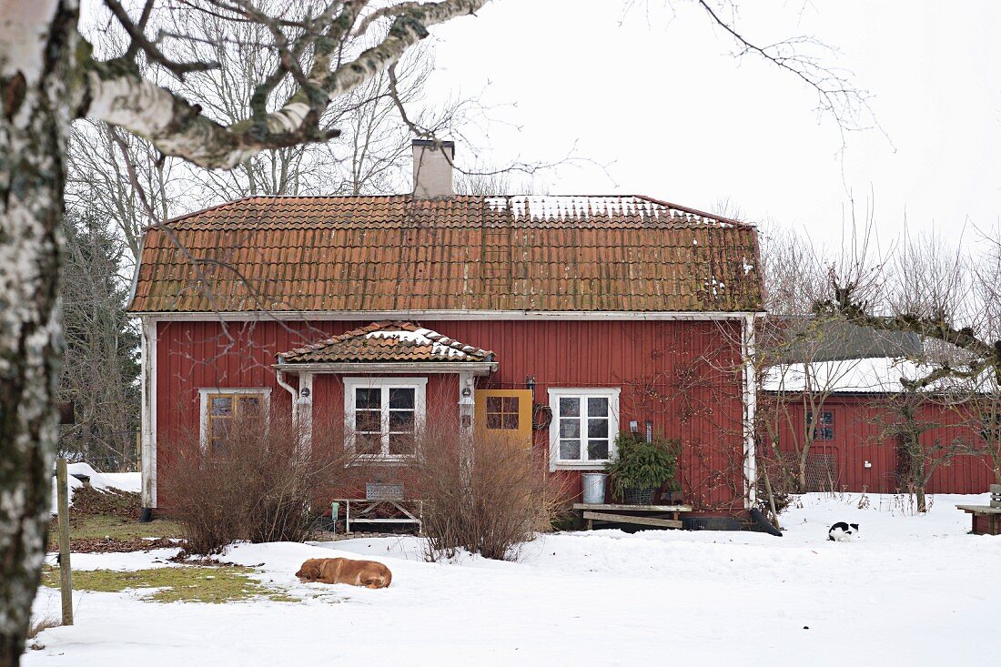 View of falu red house with white windows in snowy garden