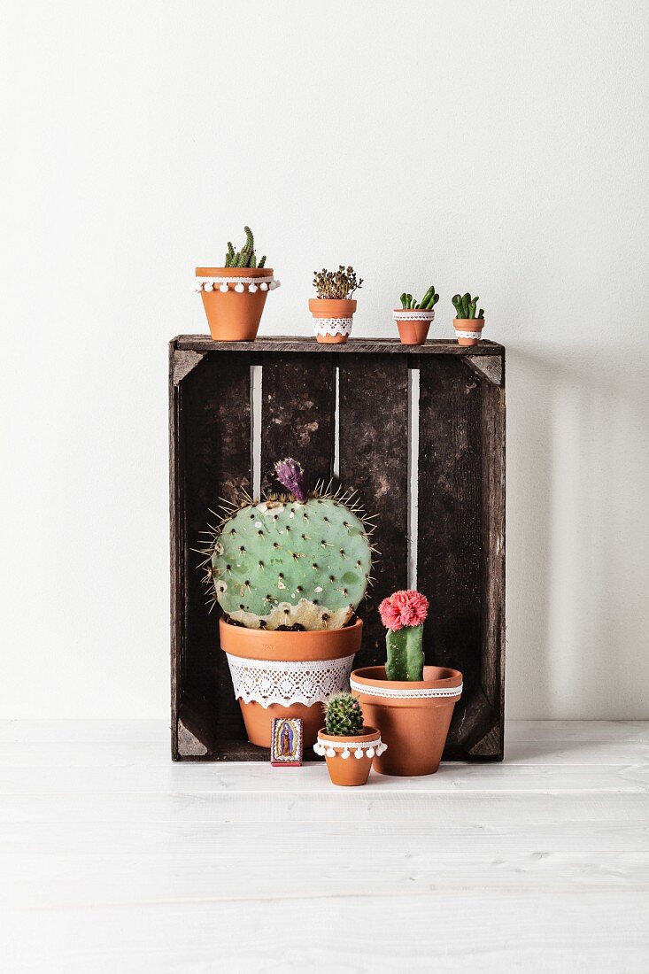 Minimalist Mexican arrangement of cacti of different sizes in terracotta pots decorated with white lace trim on and in vintage wooden crate