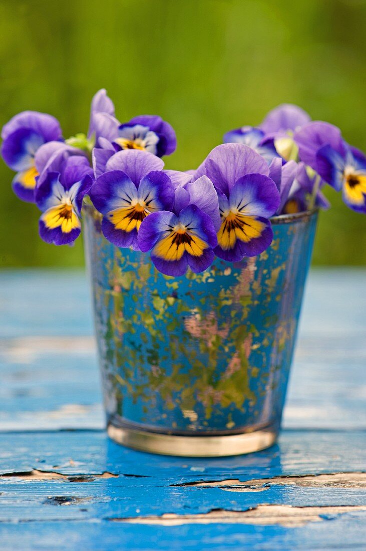 Violas in drinking glass on wooden surface with peeling paint