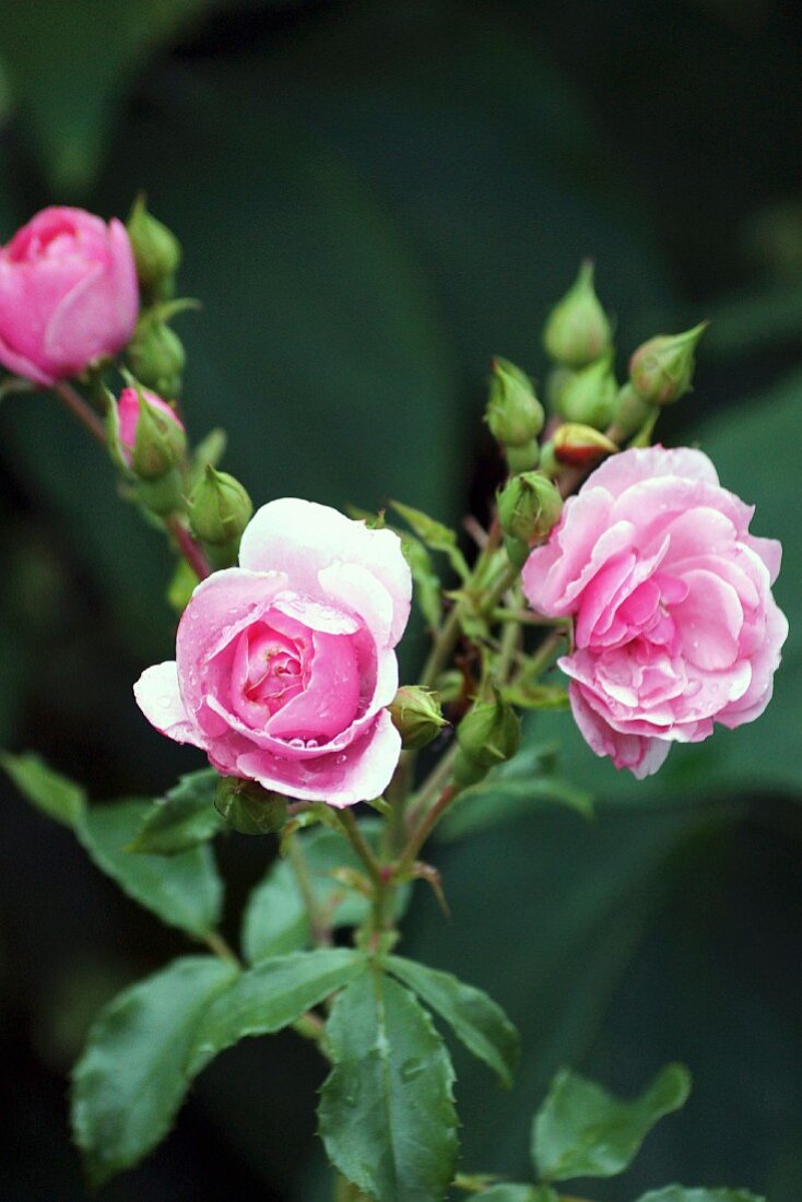 Pink-flowering garden rose