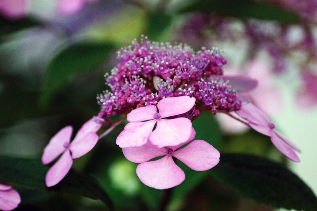 Lilac lacecap hydrangea