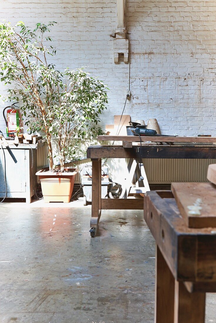 Werkbänke in rustikale Schreinerwerkstatt, im Hintergrund Grünpflanze vor geweisselter Ziegelwand