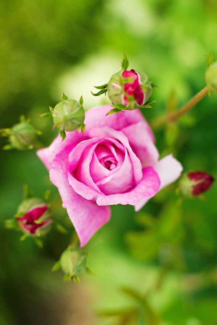 Pink rose and rosebuds