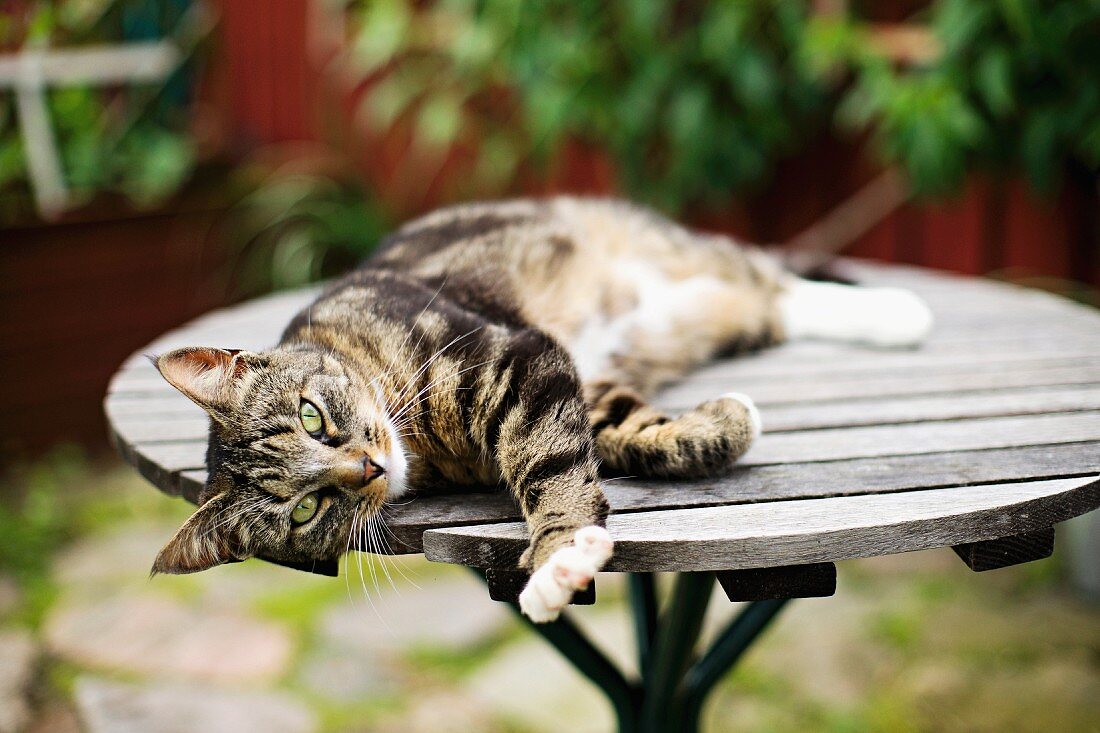 Cat lying on wooden garden table