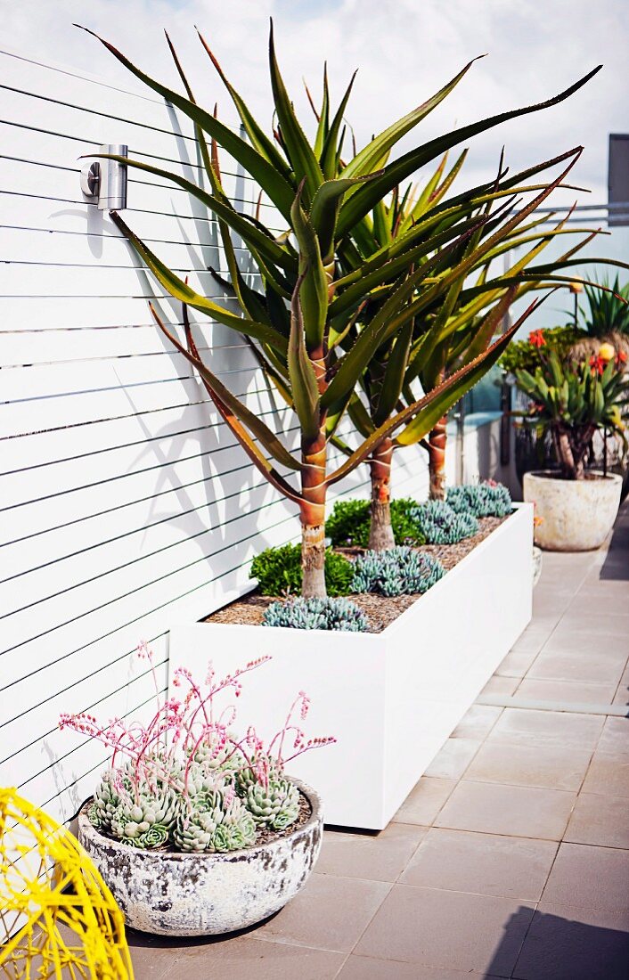 Palmen und Sukkulenten in Pflanzenbehälter auf Dachterrasse mit weißer Holz-Sichtschutzwand