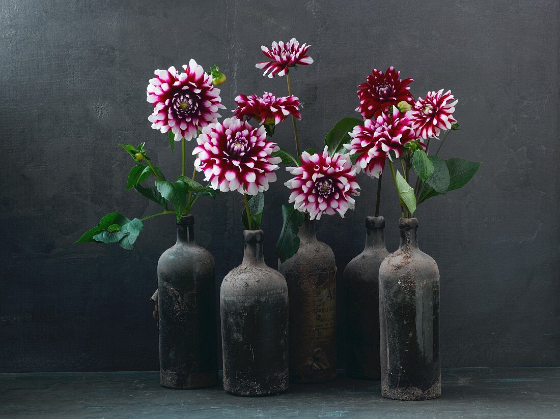 Red and white dahlias in dusty bottles
