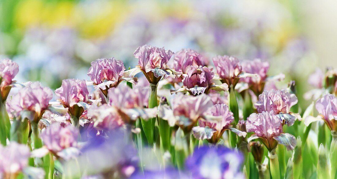 Blühende Iris im Garten (Ausschnitt)