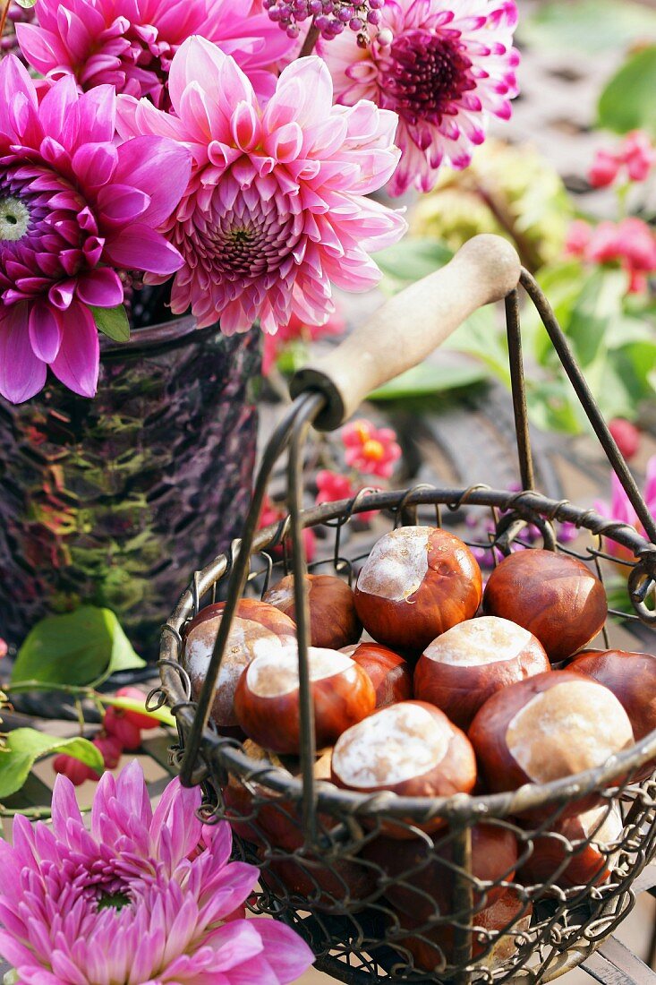 Conkers in wire basket with wooden handle in front of bouquet of pink dahlias in garden