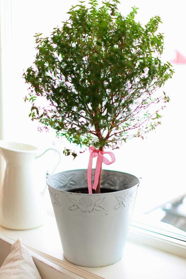 Small tree decorated with ribbon in white metal pot on windowsill