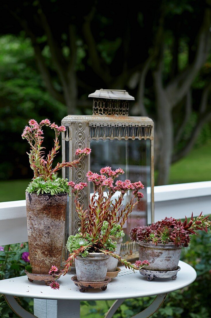Pflanzen (Sukkulenten) im Vintage-Topf auf Konsolentisch an Geländer montiert im Freien
