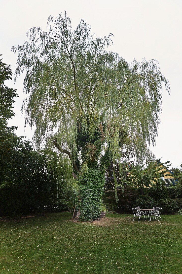 Alte Weide in frisch gemähtem Garten mit Sitzplatz