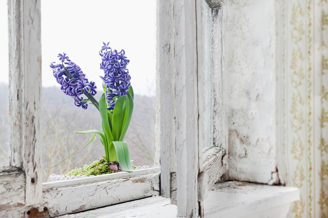 Blühende blaue Hyazinthe im Topf auf dem Fensterbrett von einem alten Holzfenster