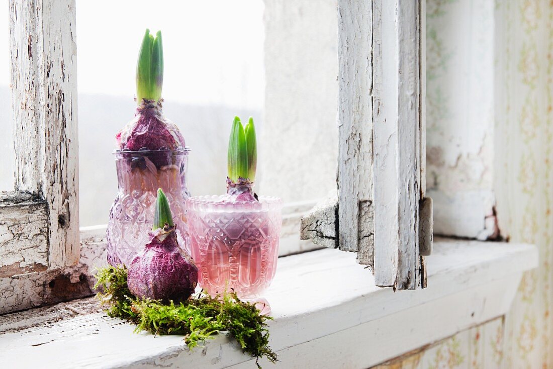 Three hyacinth bulbs and moss in pink glass vessels on sill of old wooden window