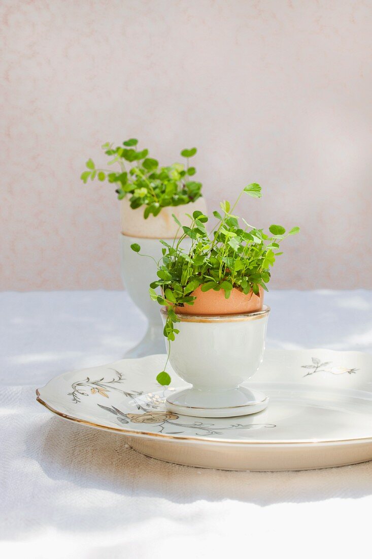 Alfalfa sprouts growing in two halved eggshells in eggcups on vintage plate
