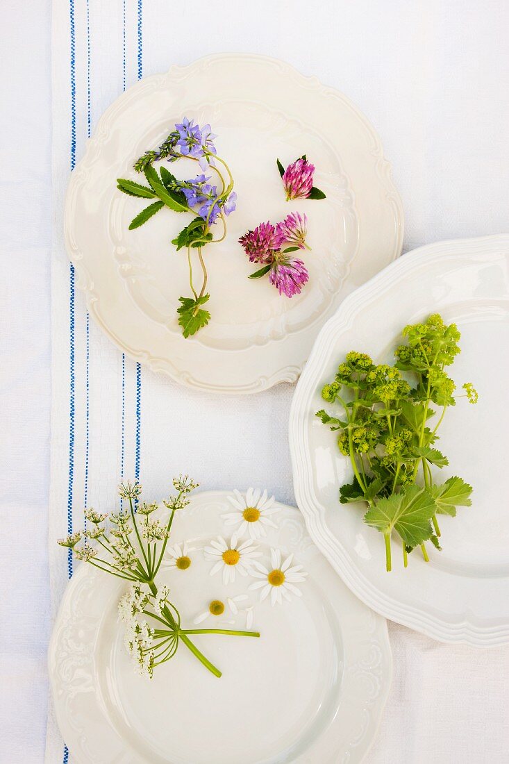 Still-life arrangement of medicinal and tisane herbs on three plates; verbena, red clover, lady's mantle, yarrow flowers, chamomile flowers