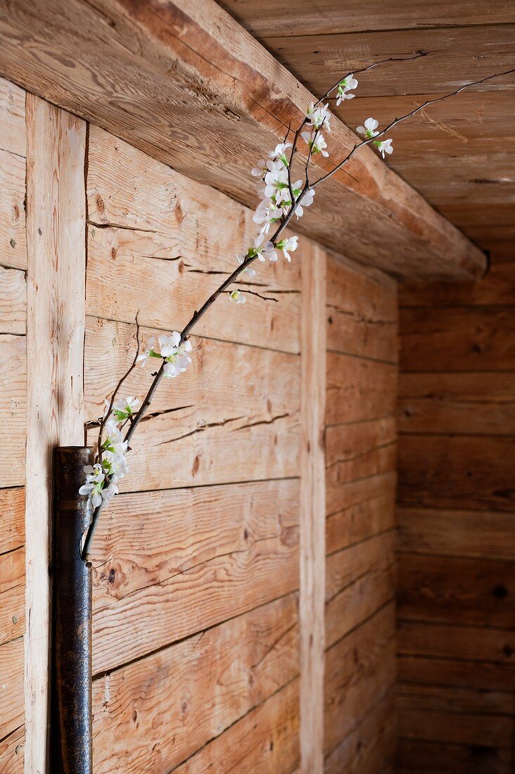 Blütenzweig in einem Metallrohr an Holzwand